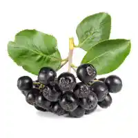 Aronija