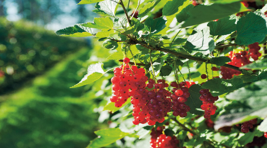Augalų darželis Krūmų darželis augalų daigus: agrastas, aronia, serbentai, lazdynas - Lenkija  01