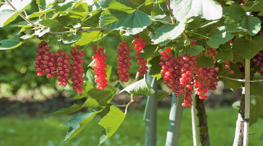 Augalų darželis Krūmų darželis augalų daigus: agrastas, aronia, serbentai, lazdynas - Lenkija  02