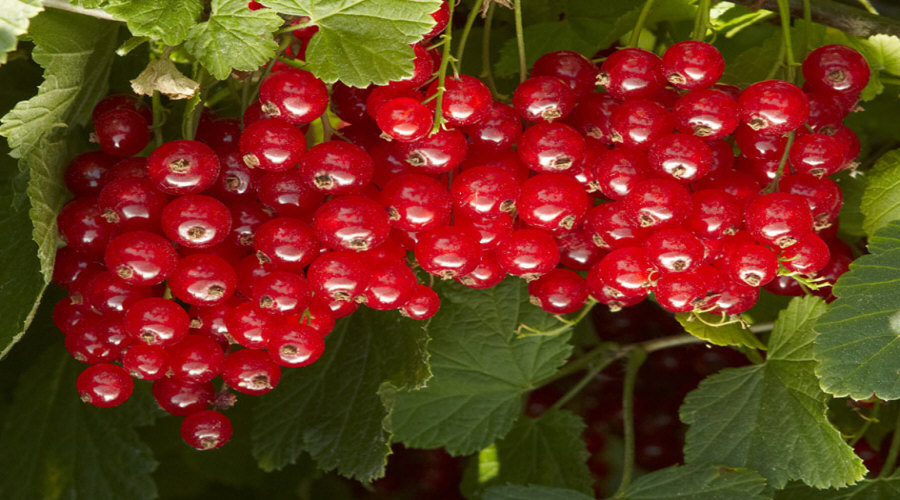 Augalų darželis Krūmų darželis augalų daigus: agrastas, aronia, serbentai, lazdynas - Lenkija  03