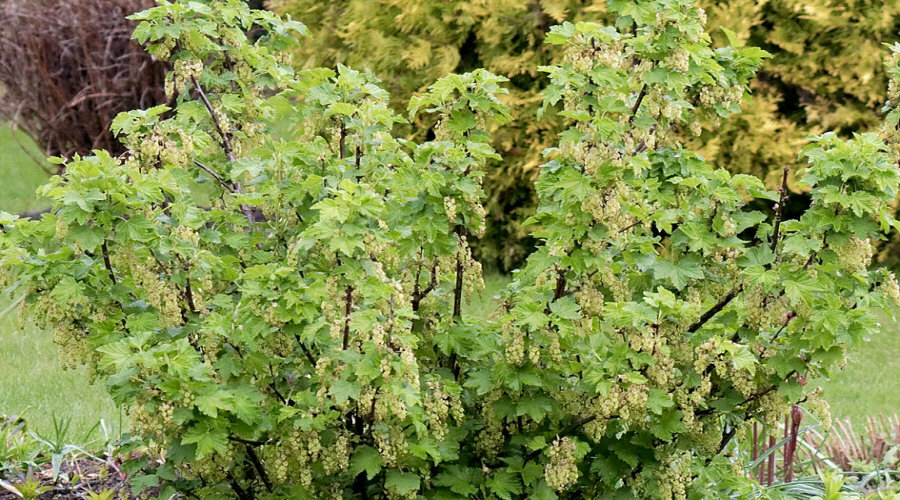 Augalų darželis Krūmų darželis augalų daigus: agrastas, aronia, serbentai, lazdynas - Lenkija  04