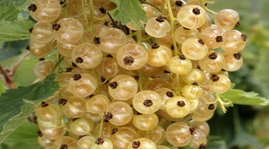 Augalų darželis Krūmų darželis augalų daigus: agrastas, aronia, serbentai, lazdynas - Lenkija  05