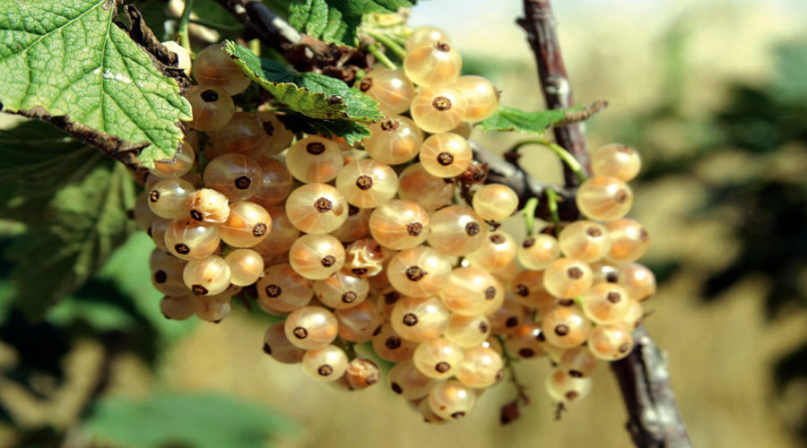 Augalų darželis Krūmų darželis augalų daigus: agrastas, aronia, serbentai, lazdynas - Lenkija  06