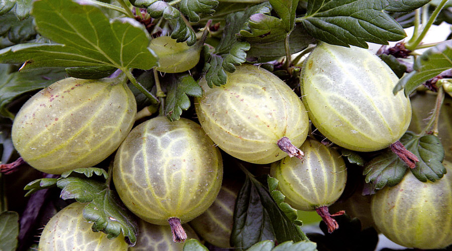 Augalų darželis Krūmų darželis augalų daigus: agrastas, aronia, serbentai, lazdynas - Lenkija  07