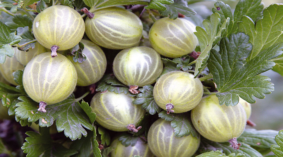 Augalų darželis Krūmų darželis augalų daigus: agrastas, aronia, serbentai, lazdynas - Lenkija  08