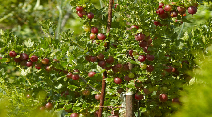 Augalų darželis Krūmų darželis augalų daigus: agrastas, aronia, serbentai, lazdynas - Lenkija  09