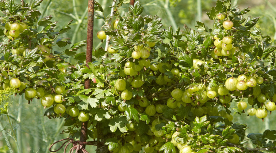 Augalų darželis Krūmų darželis augalų daigus: agrastas, aronia, serbentai, lazdynas - Lenkija  10