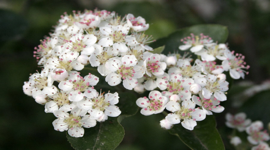 Augalų darželis Krūmų darželis augalų daigus: agrastas, aronia, serbentai, lazdynas - Lenkija  11