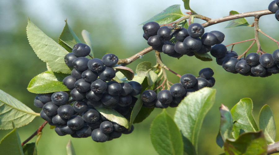 Augalų darželis Krūmų darželis augalų daigus: agrastas, aronia, serbentai, lazdynas - Lenkija  12