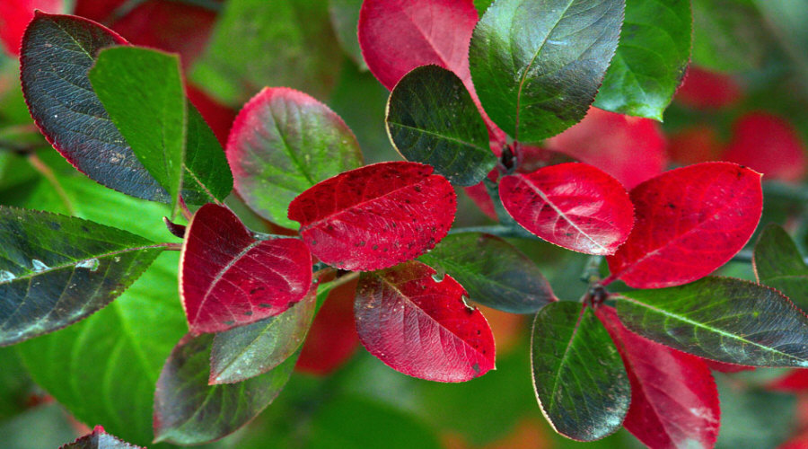 Augalų darželis Krūmų darželis augalų daigus: agrastas, aronia, serbentai, lazdynas - Lenkija  13