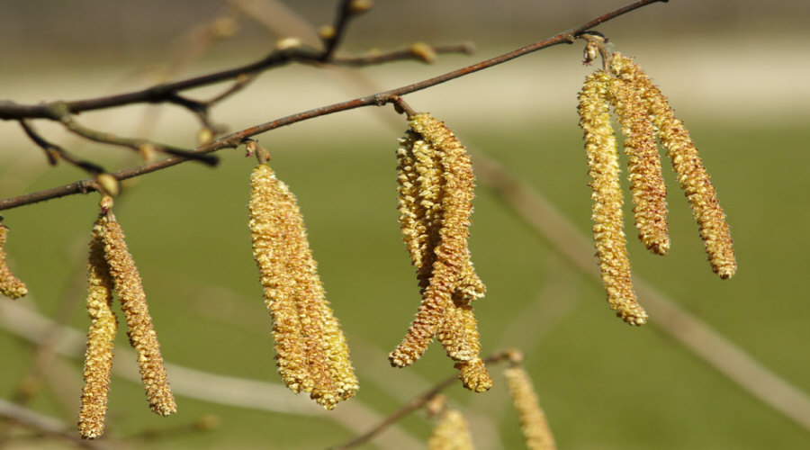 Augalų darželis Krūmų darželis augalų daigus: agrastas, aronia, serbentai, lazdynas - Lenkija  14