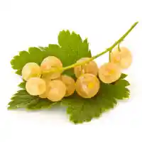 serbentas1