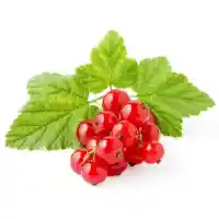 serbentas3